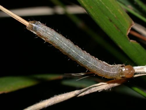 Réf. 16 471 : Apamea scolopacina