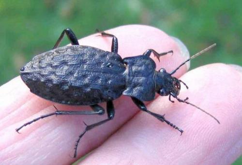 Réf. 16 358 : Carabus nodulosus