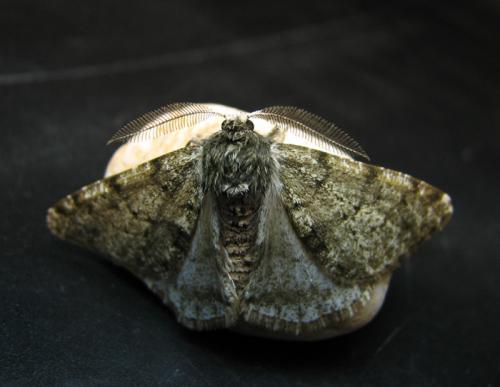 Phigalia pilosaria