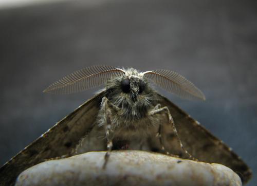 Phigalia pilosaria