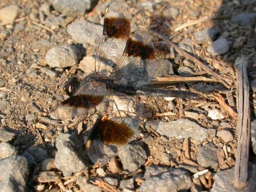 Brachythemis leucosticta