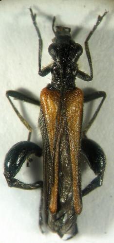Réf. 16 464 : Oedemera femorata