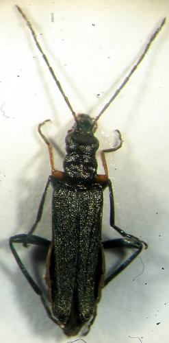 Oedemera flavipes