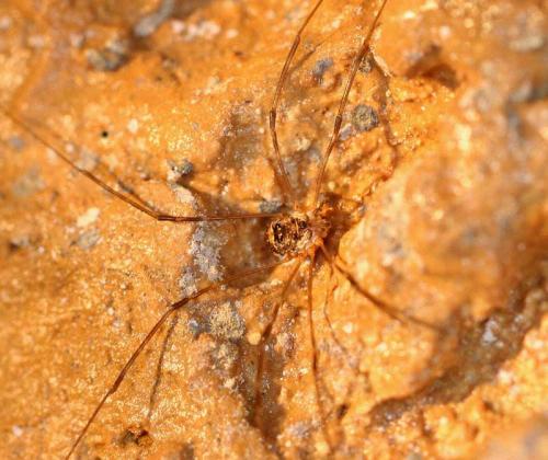 Amilenus aurantiacus