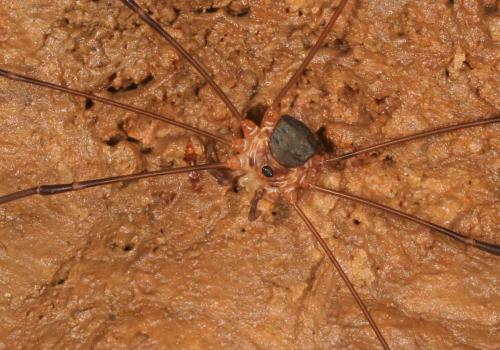 Amilenus aurantiacus