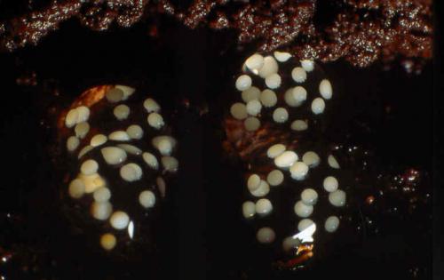 Ischyropsalis sp.