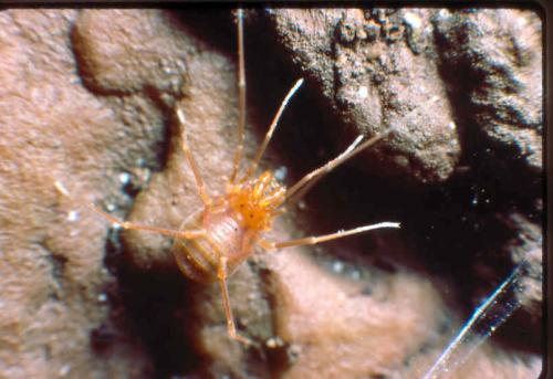 Scotolemon sp.
