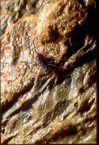 Ischyropsalis sp.
