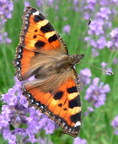 Réf. 16 549 : Aglais urticae