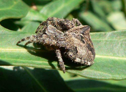 Araneus angulatus