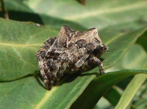 Araneus angulatus