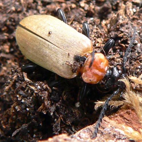Réf. 16 792 : Pyrochroa coccinea