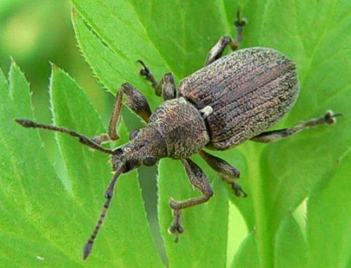 Réf. 16 524 : Phyllobius pyri