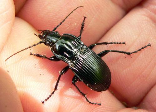 Abax parallelepipedus