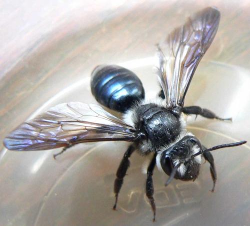 Andrena agilissima