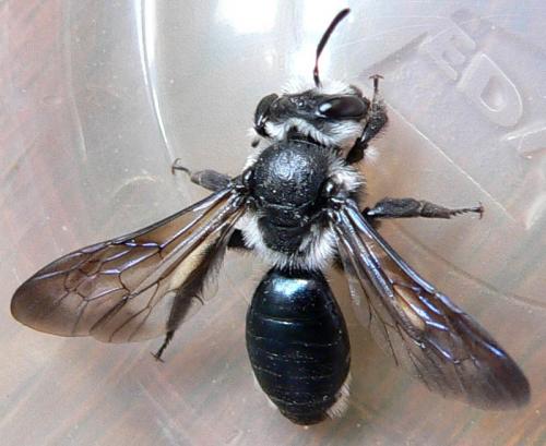 Andrena agilissima