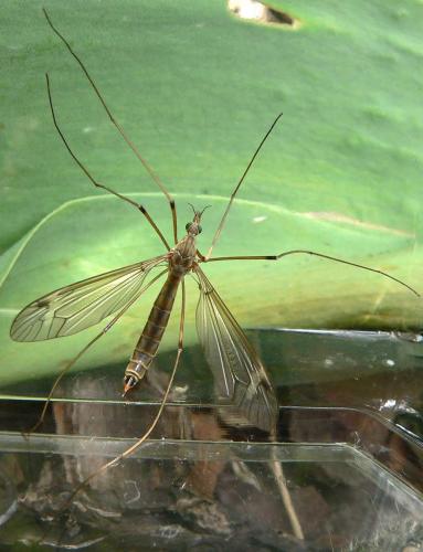 Réf. 16 474 : Tipula sp.
