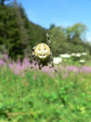 Araneus quadratus