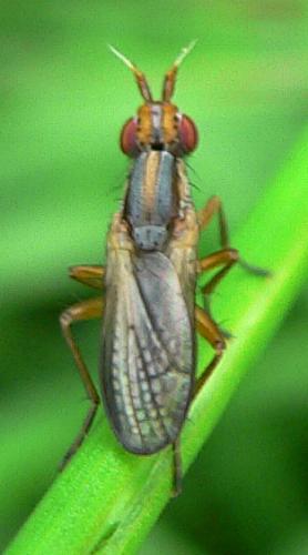 Réf. 16 518 : Limnia unguicornis