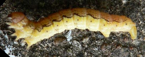 Erannis defoliaria