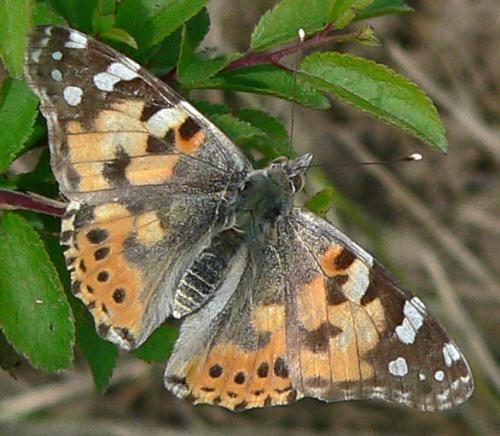 Réf. 16 425 : Vanessa cardui