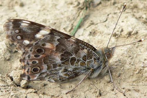 Réf. 16 426 : Vanessa cardui