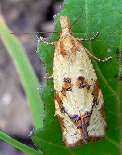 Fulvoclysia nerminae