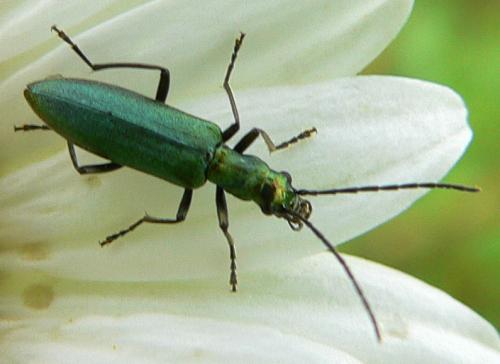 Réf. 16 533 : Chrysanthia viridissima