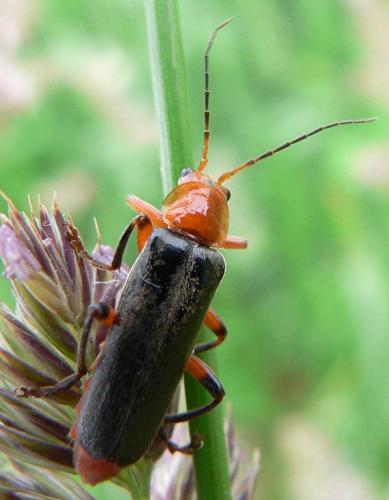 Réf. 16 550 : Cantharis livida