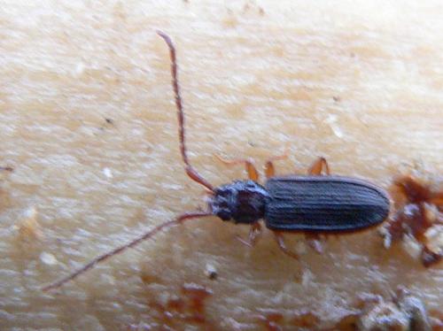 Uleiota planatus