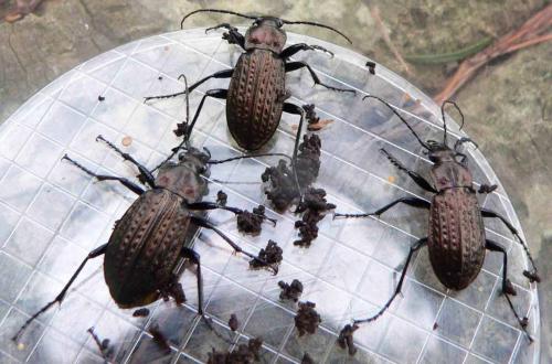 Carabus sp.