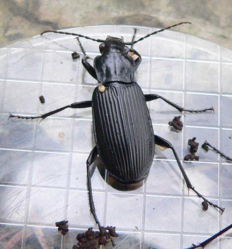Pterostichus niger