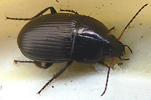 Amara sp.