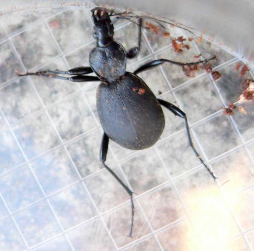 Cychrus caraboides