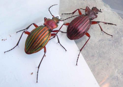 Réf. 16 165 : Carabus auronitens auronitens