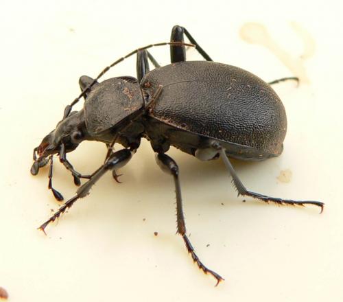 Cychrus caraboides