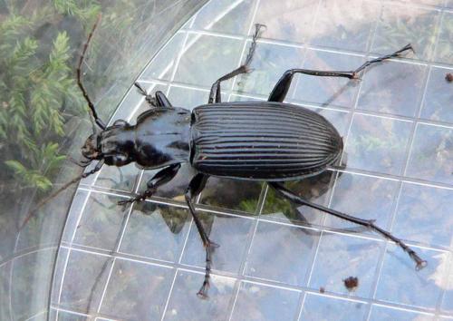 Pterostichus niger