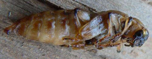 Réf. 16 539 : Trichoferus pallidus