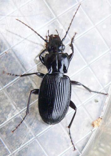 Pterostichus cristatus