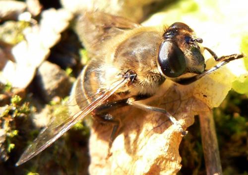 Eristalis tenax