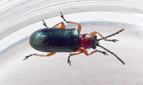 Oulema sp.