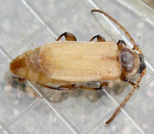 Pyrrhidium sanguineum