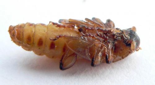 Pyrrhidium sanguineum