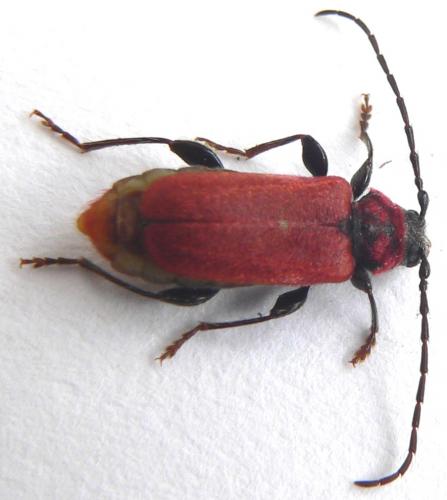 Pyrrhidium sanguineum