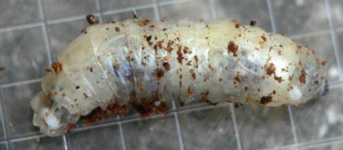 Tanyptera atrata