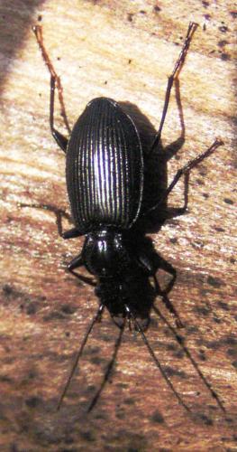 Réf. 16 296 : Platynus assimilis