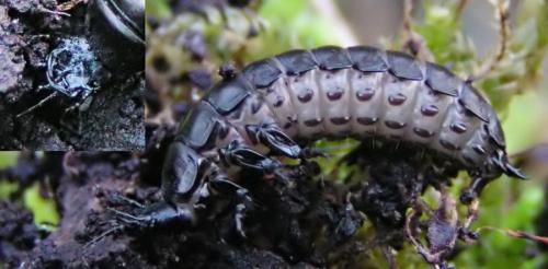 Carabus sp.