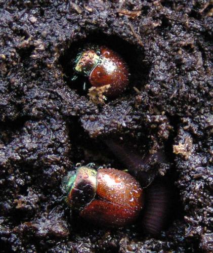 Chrysolina polita