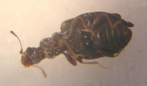 Cartodere nodifer