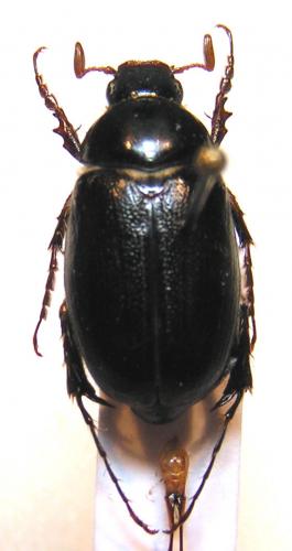 Pachydema cartaginensis